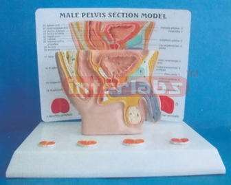 HUMAN MALE HEALTH & DISEASE COMPOSITION MODEL OF GENITAL ORGANS BLADDER, PROSTATE AND URETHRA